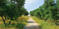 ● CRETE ● olive grove