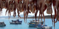● PAROS ● octopus hung out to dry in the sun